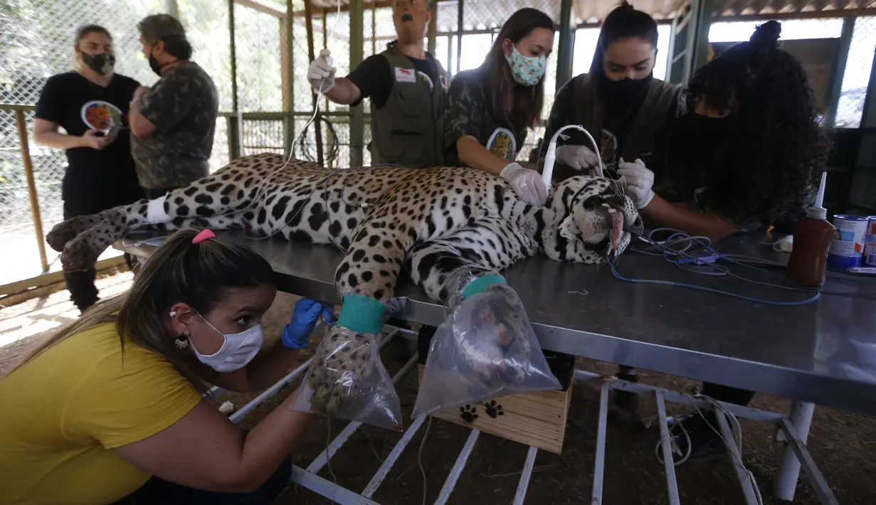 Para staf merawat seekor macan tutul yang terluka di sebuah pusat perlindungan satwa di Negara Bagian Goias, Brasil (27/9/2020). Kebakaran hutan di lahan basah Pantanal terus meluas hingga mengancam kehidupan satwa liar dan lingkungan sekitar. (Xinhua/Lucio Tavora)