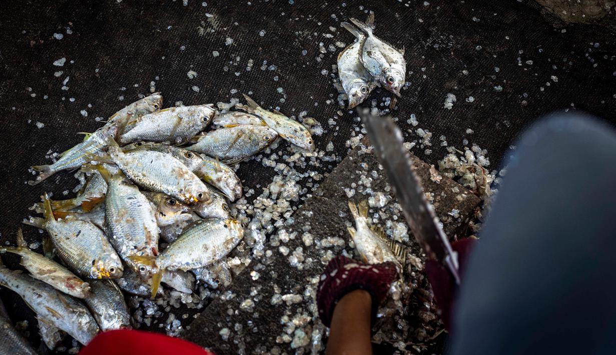 Seorang warga membersihkan ikan sebelum menjualnya di desa Tanah Kuning, dekat lokasi pembangunan Kalimantan Industrial Park Indonesia di Bulungan, Kalimantan Utara, Indonesia, Rabu, 23 Agustus 2023. (AP Photo/Yusuf Wahil)