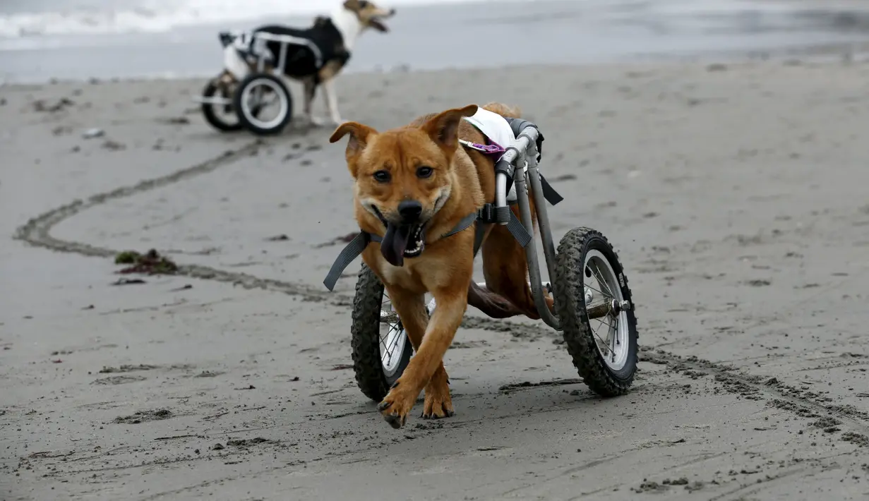 Pelusa dan Pecas, anjing yang lumpuh di kursi roda berjalan di Pescadores pantai Chorrillos, Lima, (7/9/2015). Sara Moran memiliki tempat penampungan untuk anjing liar dan terluka akibat kecelakaan di Milagros Perrunos. ( REUTERS/Mariana Bazo)