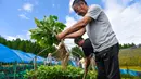 Seorang petani ginseng memanen ginseng di Desa Dafang di Wanliang, Wilayah Fusong, Provinsi Jilin, China timur laut, pada 28 Agustus 2020. Wanliang terkenal dengan industri ginsengnya. (Xinhua/Xu Chang)