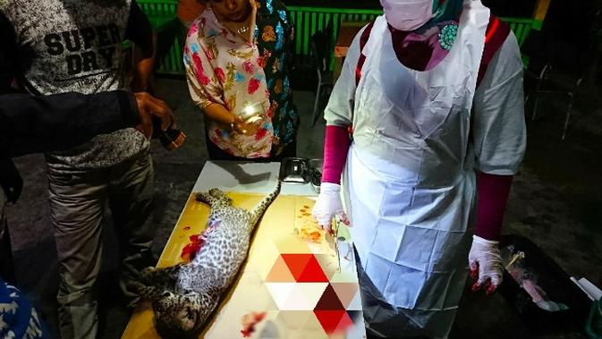 Dokter hewan dan pihak Kebun Binatang Kasang Kulim membedah bayi leopard mati untuk diketahui penyebab kematiannya. (Liputan6.com/Dok BBKSDA Riau/M Syukur)
