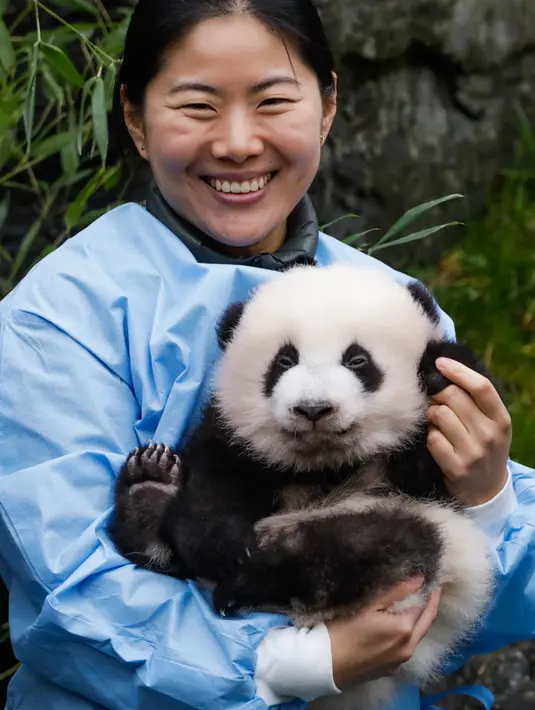 Anak panda raksasa yang baru lahir "Bao Mei" menghadap ke arah kamera saat diperkenalkan kepada publik  di taman margasatwa Pairi Daiza, Brugelette, Belgia, Kamis (14/11/2019). Panda kembar "Bao Di" dan saudara betinanya "Bao Mei" lahir pada Agustus 2019. (AP/Olivier Matthys)