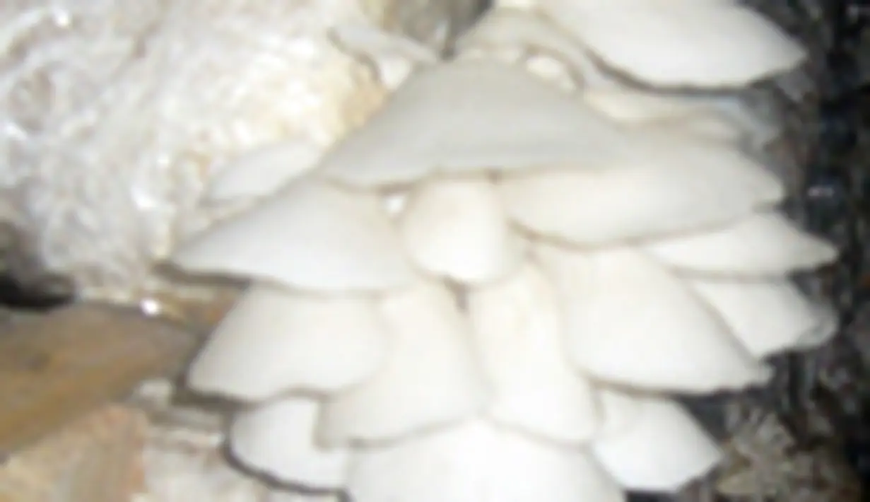 liputan6