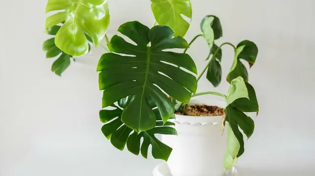 7 Tips Merawat Monstera agar Daunnya Tidak Menguning dan Tumbuh Lebih Sehat