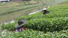 Warga mencabut rumput dari ladang sayuran di bantaran Kanal Banjir Timur, Jakarta, Selasa (13/9). Banyaknya lahan kosong di kawasan tersebut dimanfaatkan warga untuk bercocok tanam. (Liputan6.com/Immanuel Antonius)