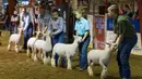 Sejumlah orang memegangi domba mereka saat sebuah kontes dalam Pameran dan Rodeo Texas Utara  2020 di Denton, Texas, 22 Oktober 2020. Pameran dan Rodeo Texas Utara 2020 digelar di Denton pada 16-24 Oktober dengan menampilkan pertunjukan ternak, kontes, rodeo, serta karnaval. (Xinhua/Dan Tian)