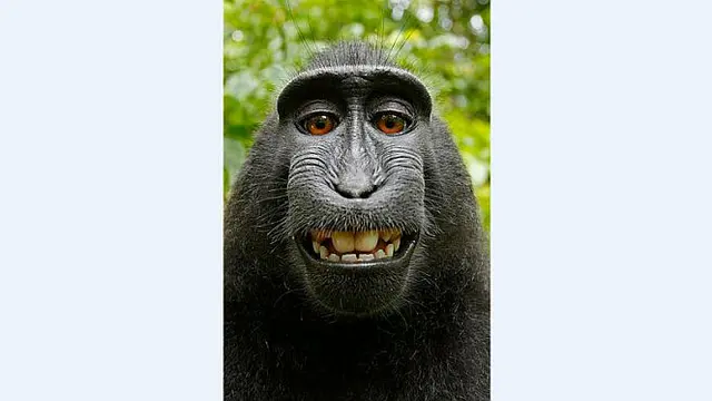 Wikipedia & Fotografer Ribut Soal Selfie Monyet