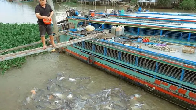 Sukarela Beri Makan Ikan di Sungai