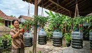8 Ide Galon Bekas untuk Menanam Cabai Gantung, Hemat Lahan dan Estetik