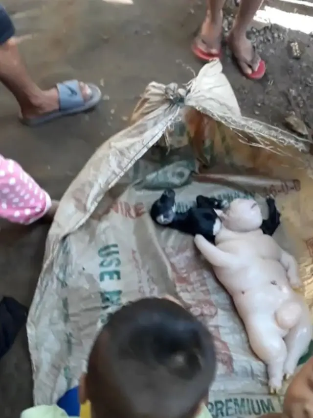 Geger, Induk Kambing Melahirkan Makhluk Setengah Babi Setengah Manusia