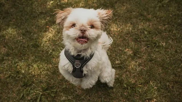 Shih Tzu
