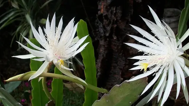 Bunga Kadupul