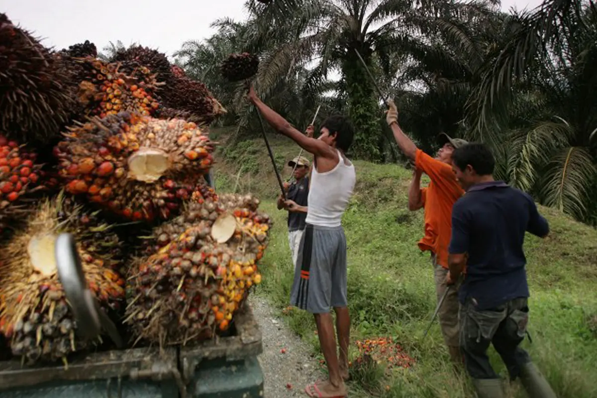 20150901-Kelapa Sawit