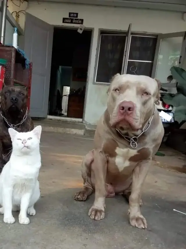 10 Potret Akrab Anjing dan Kucing yang Jadi Sahabat, Pelukan Waktu Tidur