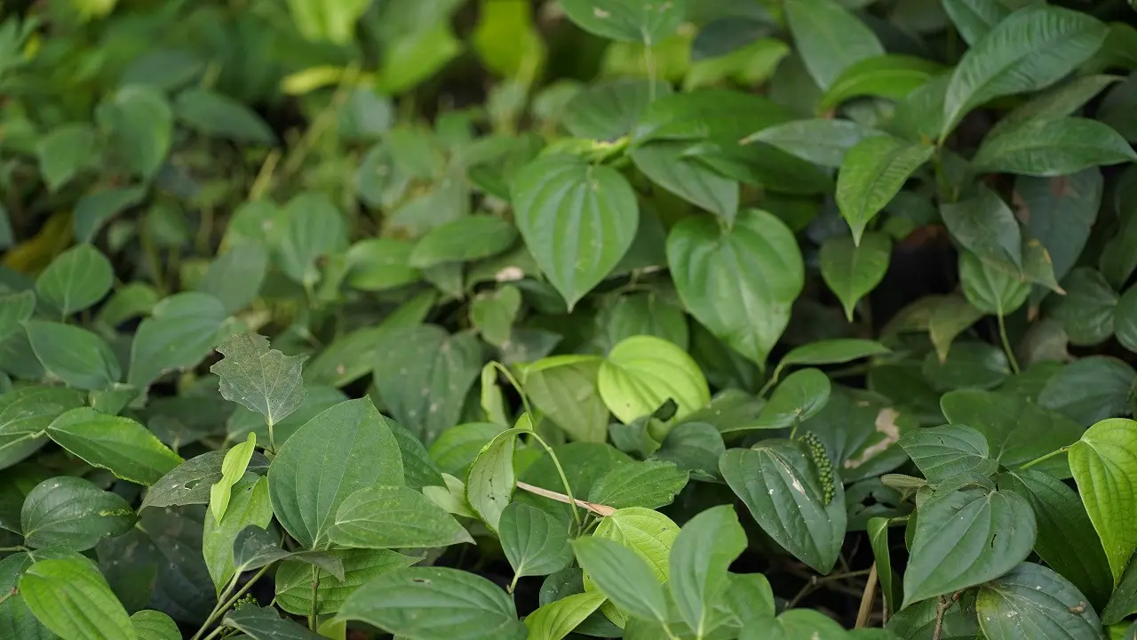 Daun Kesehatan