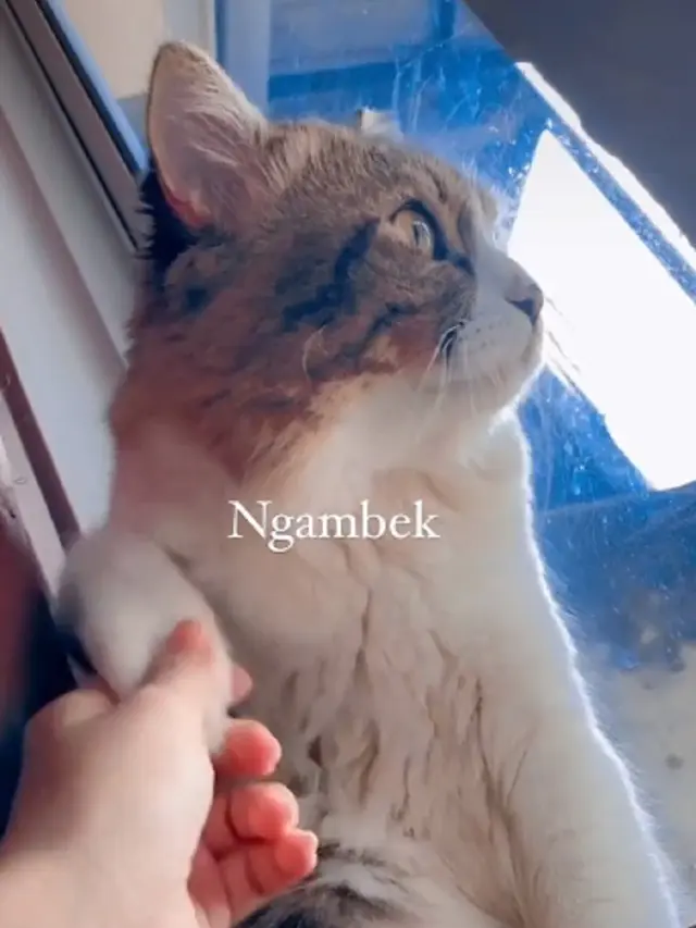 Kucing ngambek