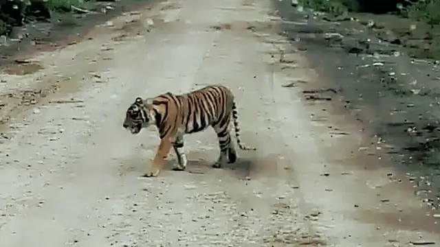 Harimau Bonita yang santai berjalan di perkebunan sawit meskipun ada manusia melihatnya.