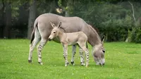 Kuda Keledai "Berkaki Zebra" (Sumber: Kebun Binatang Marwell)