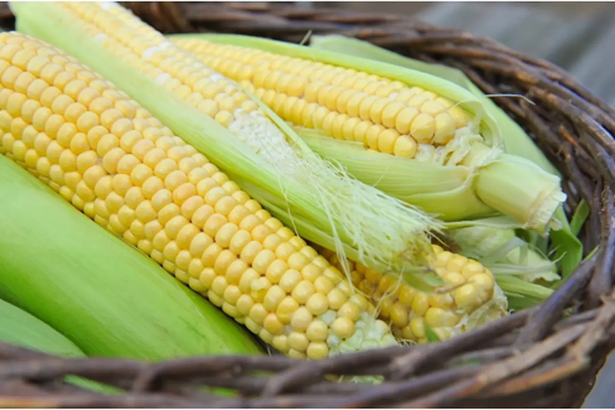 Courtesy ShutterStock.com