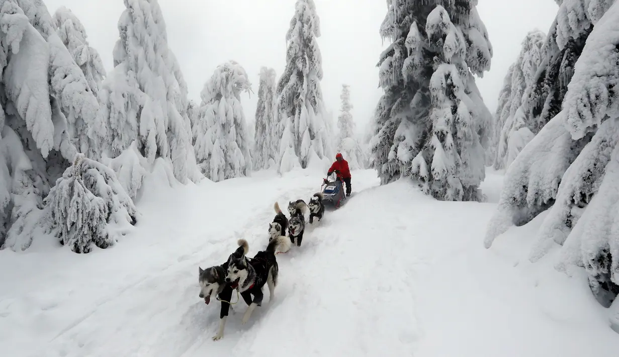 Pengemudi kereta luncur anjing menembus salju saat mengikuti lomba Sedivackuv Long di Destne v Orlicky Horach, Republik Ceko, Jumat (25/1). Lomba ini diikuti 100 pebalap. (AP Photo/Petr David Josek)