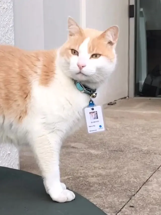 kucing jadi petugas keamanan