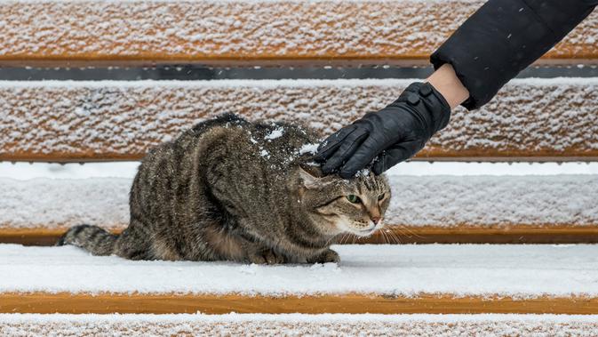 Kucing Siberia. (Credit: Shutterstock)