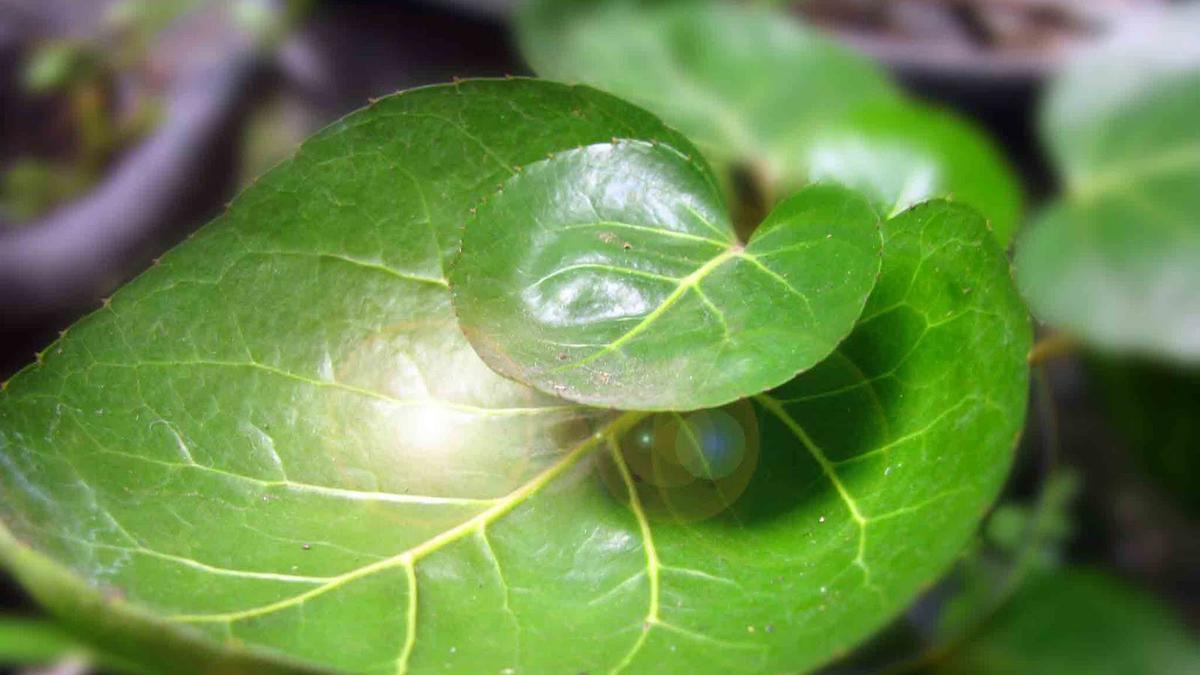 8 Manfaat Daun Mangkokan untuk Kesehatan dan Kecantikan, Bisa Jadi Obat Alternatif