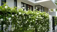 9 Tanaman yang Bisa Menutupi Pagar Kawat dengan Cepat, Rumah Makin Sejuk dan Privat