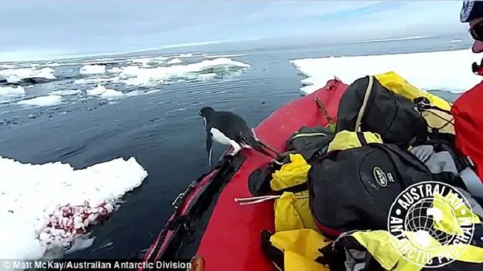 Burung berwarna hitam dan putih itu hanya beberapa detik saja menyambangi kapal karet berwarna merah. Sang penguin lalu kembali menyelam ke air es. (Matt McKay/Australian Antarctic Division)