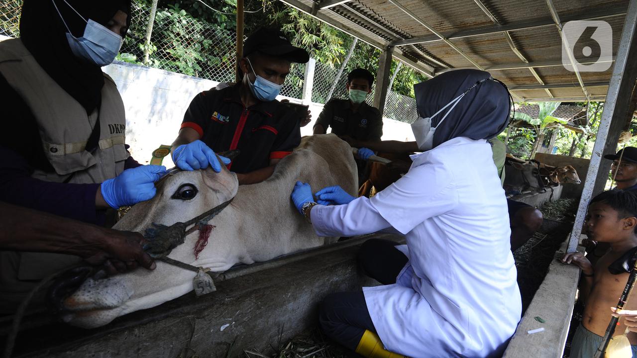 FOTO: Vaksinasi PMK untuk Hewan Ternak di Bogor