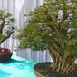 Deretan bonsai ragam unggulan nan indah bakal segera dinikmati pecinta bonsai Garut dalam kontes dan Pameran Bonsai Lokal Terbuka Pesona Bonsai Garut 2021’, mulai 3-5 September mendatang. (Liputan6.com/Jayadi Supriadin)