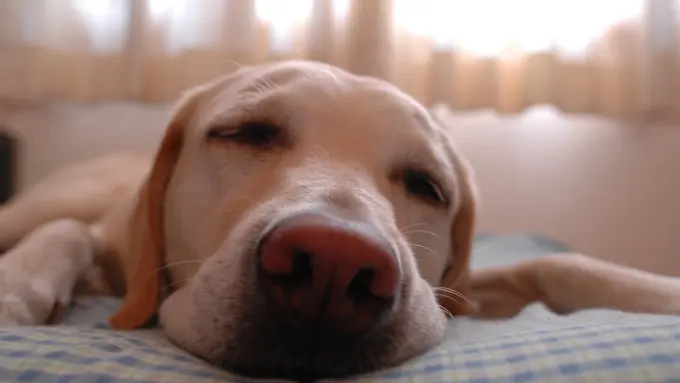 Dasar Anjing Setia, Saat Mimpi pun Memikirkan Majikannya