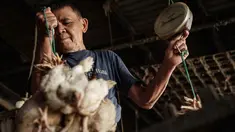 Seorang pria membawa ayam untuk ditimbang sebelum pengiriman di sebuah peternakan unggas, Jakarta pada 4 April 2026. Harga sejumlah komoditas pangan masih menunjukkan tren tinggi. (YASUYOSHI CHIBA/AFP)