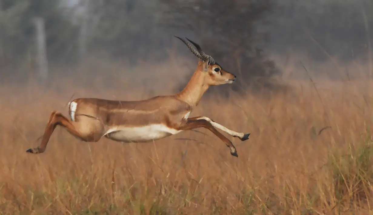 Dalam foto yang diambil pada 14 Desember 2018, seekor blackbucks atau antelop India berlarian di sebuah ladang, negara bagian Odisha. Mamalia yang tersebar di Afrika, Asia, dan Timur Tengah  ini termasuk hewan yang terancam punah. (Dibyangshu SARKAR/AFP)