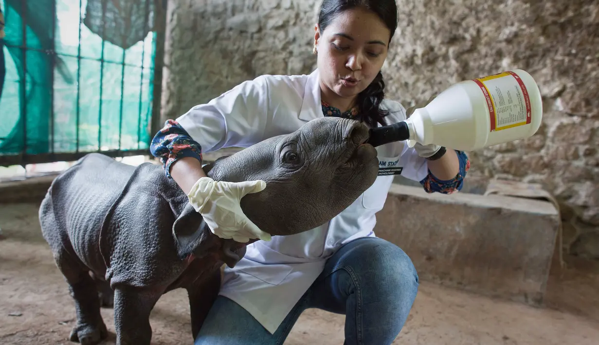 Ahli patologi hewan, Panchami Sharma memberi susu kepada bayi badak bertanduk satu di dalam kandang di Taman Zoologi Assam di Gauhati, India (5/6). Bayi badak ini telah ditinggalkan ibunya di tempat perlindungan satwa liar Pobitora. (AP Photo/Anupam Nath)
