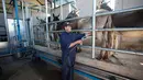 Peternak memerah susu keledai di peternakan di kawasan Tantehue, Chili (17/1). Keledai di peternakan ini sengaja dipelihara untuk diambil susunya. (AFP PHOTO / Kristen Miranda)