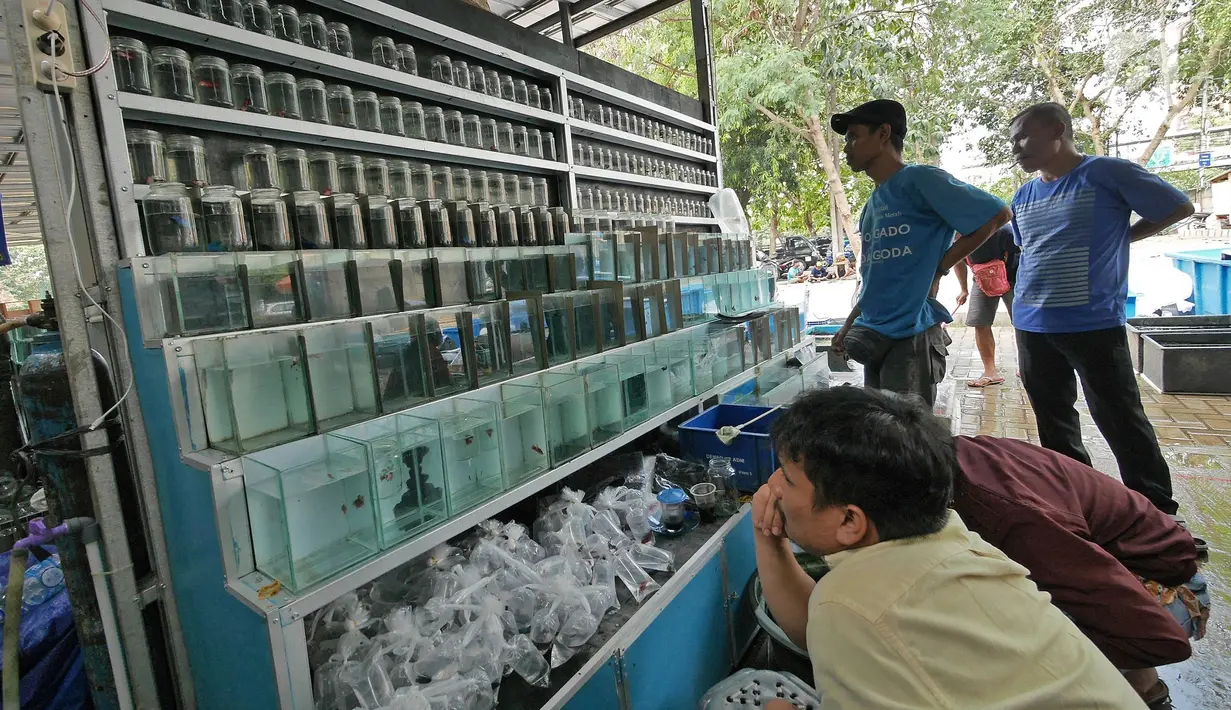 Calon pembeli melihat ikan hias di Bursa Pasar Ikan dan Hewan Jatinegara, Jakarta, Jumat (21/6/2019). Sejak Senin (17/6) pedagang ikan hias di Pasar Hewan Jatinegara mulai direlokasi ke Lapangan Jenderal Urip Sumihardjo guna mengembalikan fungsi trotoar. (Liputan6.com/Herman Zakharia)