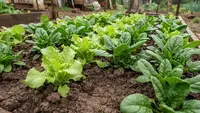 Memperbaiki Tanah Liat untuk Berkebun, Ini Bahan yang Sebaiknya Dihindari