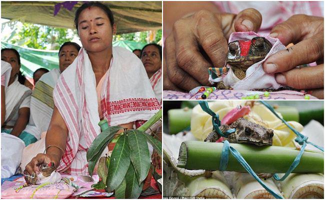 Sepasang kodok yang 'sah' menjadi sepasang pengantin. | Foto: copyright dailymail.co.uk
