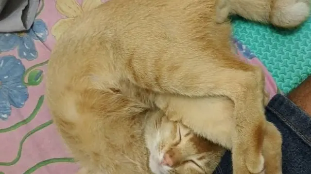 8 Pose Nyeleneh Hewan Peliharaan saat Tidur Ini Bikin Geleng kepala8 Pose Nyeleneh Hewan Peliharaan saat Tidur Ini Bikin Geleng kepala