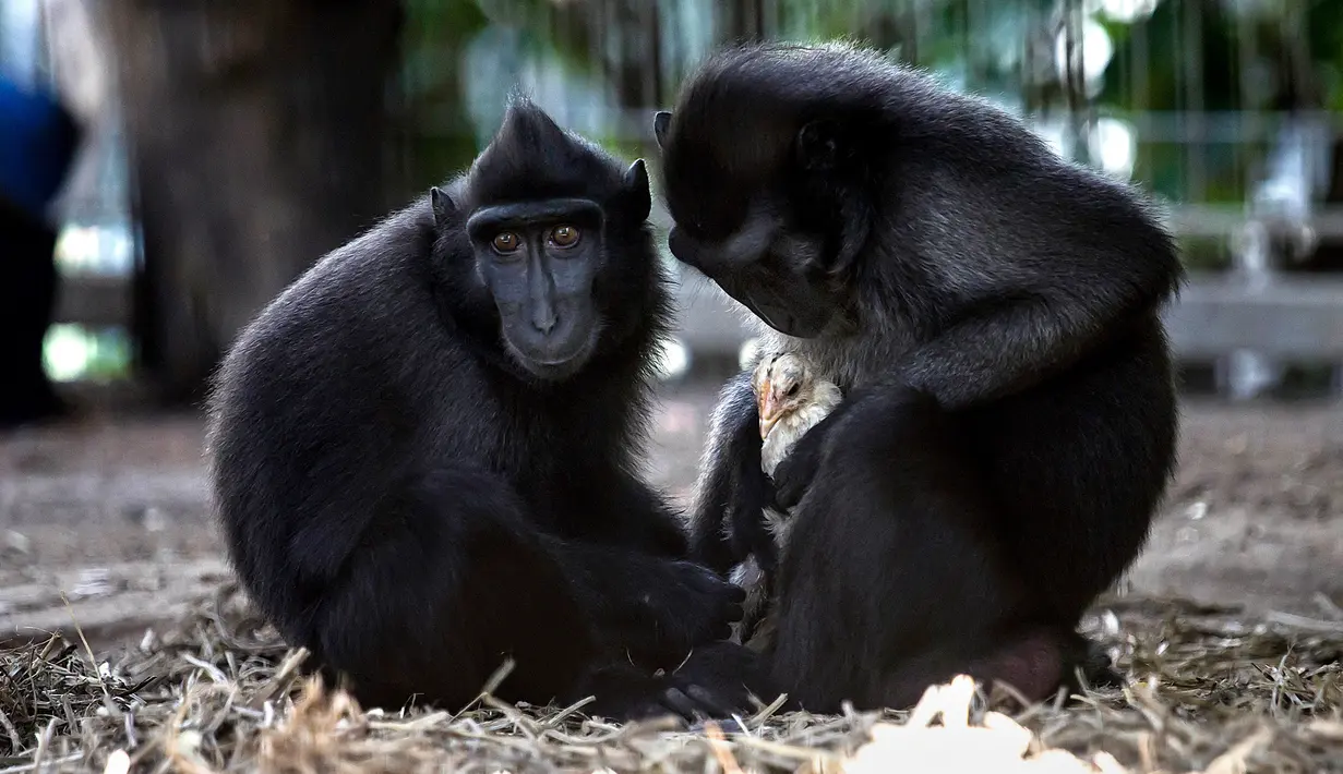 Seekor monyet Yaki, Nati, memeluk seekor anak ayam di dalam kandangnya di Taman Safari Ramat Gan, Israel, Kamis (24/8). Monyet berusia 4 tahun itu mengadopsi anak ayam tersebut untuk tinggal bersama di kandangnya. (AP Photo/Tsafrir Abayov)