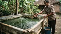 Cara Budidaya Ikan Nila di Kolam Terpal, 7 Langkah Pratis untuk Skala Rumahan