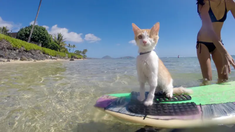 Kucing Bermata Satu yang Jago Berselancar