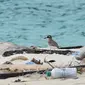 Burung Air di Laut Kepulauan Karimata Kalbar (Dok. Humas Deskar / Liputan6.com)