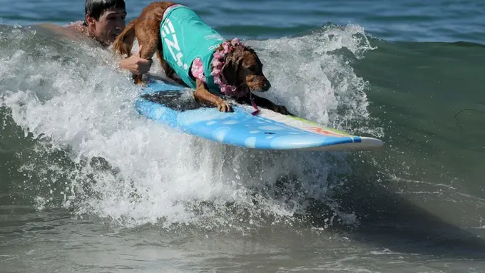 7 Foto Anjing Berselancar yang Bikin Kamu Ingin Ikutan ke Pantai