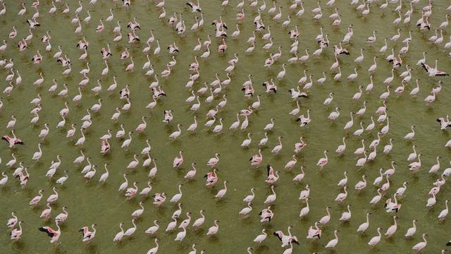 Satwa di Taman Nasional Amboseli