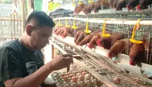 Tips Pelihara Ayam Petelur Ala Peternak Rumahan di Pemalang, Hasilkan Panen Maksimal