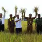Kementan proyeksikan lahan rawa Kalimantan Selatan sebagai lumbung pangan di luar Jawa.