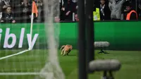 Seekor kucing masuk ke lapangan dan menginterupsi laga antara Besiktas kontra Bayern Munchen pada leg kedua 16 besar Liga Champions di Stadion Vodafone, Kamis (15/3). Kucing itu  sempat mengganggu jalannya pertandingan pada menit ke-50. (OZAN KOSE/AFP)