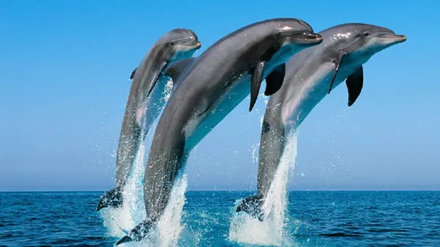 Foto : copyright ndymedia.org.uk